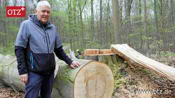 Entsetzen nach Baumfällungen im Tautenburger Forst