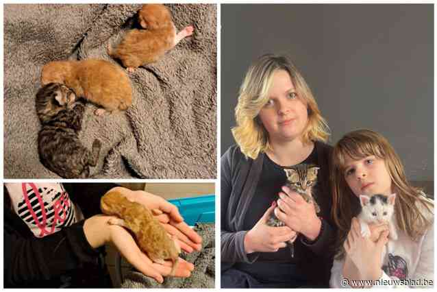 “Plots snakten ze naar adem, we konden niks meer doen”: onthaalmama Shauni en haar dochter gingen tot het uiterste om gedumpte kittens nog te redden