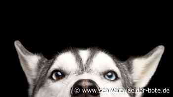 Tote Huskys von Dobel:: Peta im Gerichtsgebäude