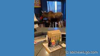 WATCH:  Hungry moose wanders into movie theater