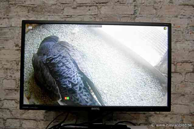 Hoera! Eerste eitje van Borgerhoutse slechtvalk is uitgekomen: volg het proces live mee via Radio Slechtvalk