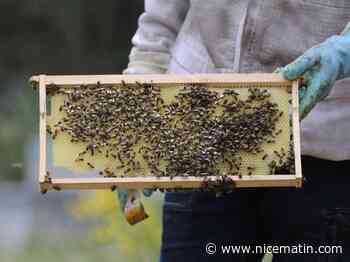 Piqué par ses abeilles, un apiculteur meurt d'une crise cardiaque
