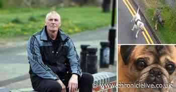 'They are lethal weapons': Search for danger dogs missing after pet pug killed and owner bitten in Elswick