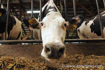 Updated dairy cattle code will see improvements for more than a million cows in Canada