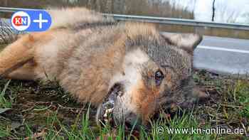 Kein Wolfsnachwuchs im Segeberger Forst: Grund ist Unfall bei Rickling