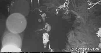 Photos capture alleged illegal fishing of baby eels in N.S. despite moratorium