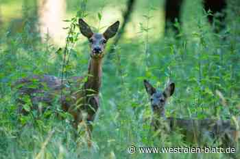 Trauriger Fund auf einer Wiese in Werther