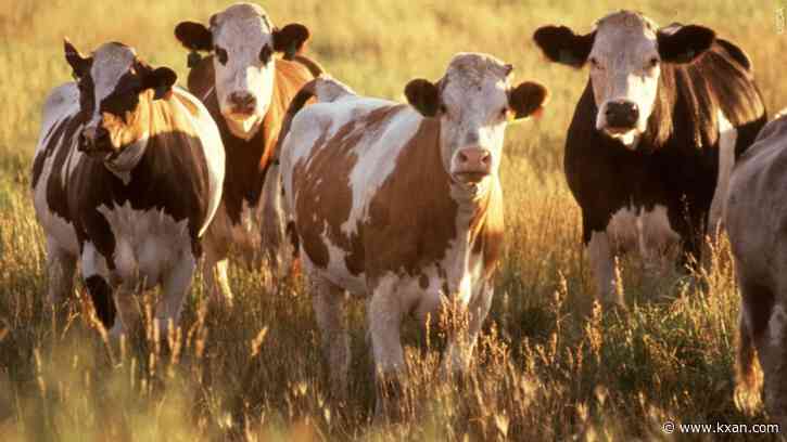 Suspicious cattle deaths reported in Texas