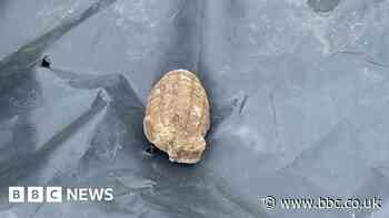 Ickleton allotment holder finds grenade while planting asparagus