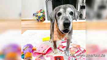 Nur noch wenige Wochen zu leben: Beste Freundinnen adoptieren Oma-Hündin