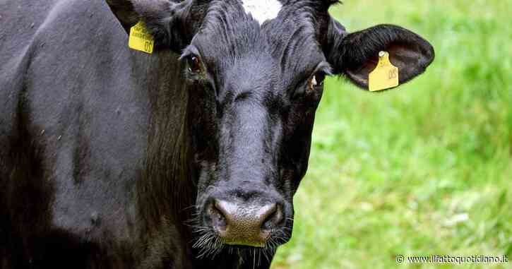 “I gas prodotti dai bovini d’allevamento siano esclusi dai limiti alle emissioni industriali”: la richiesta degli eurodeputati pro-agricoltura