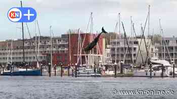 Delfin in Travemünde: So kam Delle in die Lübecker Bucht