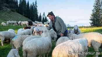 „Wir wissen, dass er nichts bringt“: Bauern stellen Schutzzaun gegen Wolf ohne Hoffnung auf