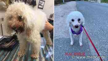 „Dringend Palliativplatz gesucht“: Kranke Pudelhündin sucht letztes Zuhause