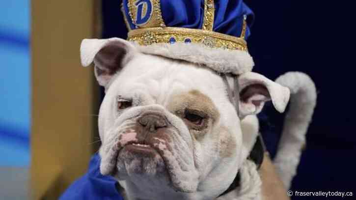 Patch crowned ‘beautiful bulldog’ at Drake University event