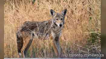 'The coyote just went straight through his body': Mississauga residents express concerns about coyote incidents