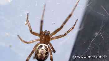 „Falsche Witwe“ erobert Deutschland: Forscher-Bericht zu invasiver Giftspinne entsetzt