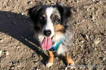 Pregnant dog chained up in freezing Kelowna basement now enjoys morning snuggles