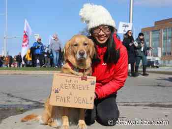 Pups on strike: This Ottawa picket line has become an unofficial dog show