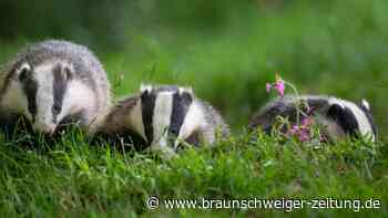 Diese Raubtiere leben in deutschen Wäldern