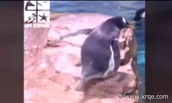 BioPark penguin, hatched in November, joins the flock