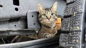 Stowaway cat returned home after hitching a ride under work truck