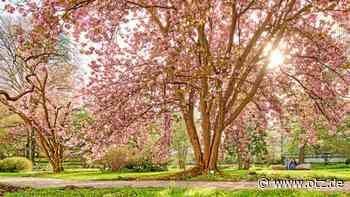 Prachtvolle Kirschblüte in Jena: Hier lohnt sich ein Besuch
