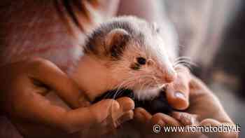 Furetto: tutto quello che bisogna sapere