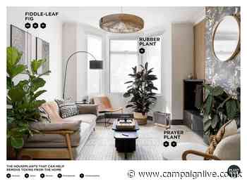 McCann and Plant Drop promote toxin-busting qualities of houseplants