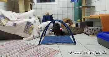 Tierheim Kulmbach: Zwei Katzen warten seit 13 Jahren vergeblich auf Vermittlung