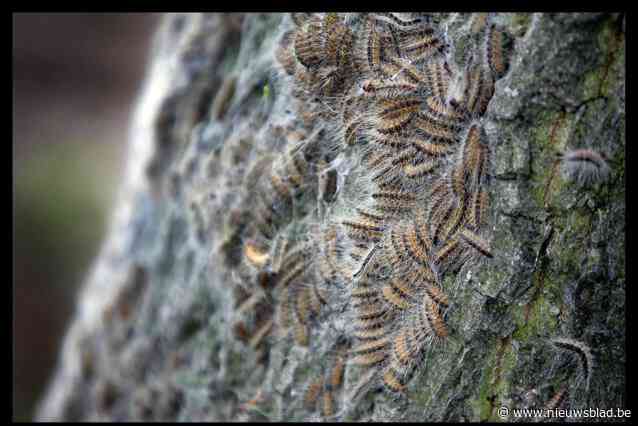 Processierupsen zorgen voor irritatie: “In heel wat gemeenten staat blijkbaar geen enkele eik”
