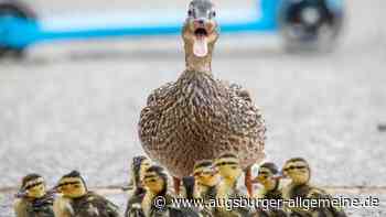Polizei und Passanten retten Entenfamilie mit neun Küken in Senden