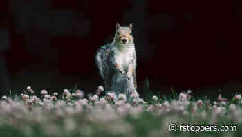 3 Fun and Easy Spring Photography Ideas for Beginners