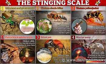 Scientists rank the pain of stinging insects - and the worst is like 'the flow an active VOLCANO'