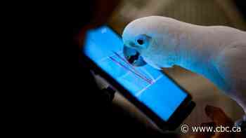 Parrots who learn to video call feathered friends feel less lonely, study finds