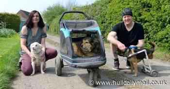 The Hull Vegan Festival returns for 2023 raising money for disabled animals