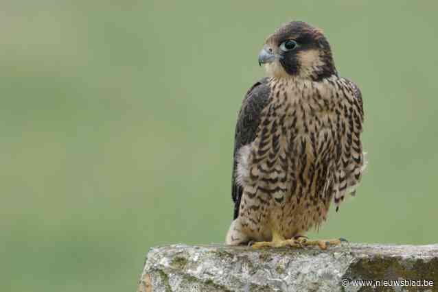 Nieuwe dag, nieuw kuiken: tweede slechtvalkje geboren in kerktoren op Koxplein: “Kuiken ziet er gezond uit”