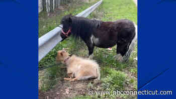 Police Respond for Goat and Pony on I-291 in South Windsor