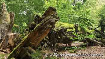 Altensteig lehnt Förderung ab: Keine  Bindung an Regeln beim Wald