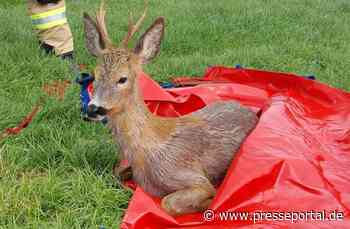 FW-KLE: Rehbock aus dem Spoykanal gerettet