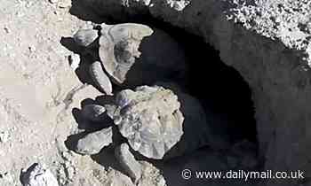 Famous Nevada tortoise named Mojave Max emerges from winter home to signal spring is here