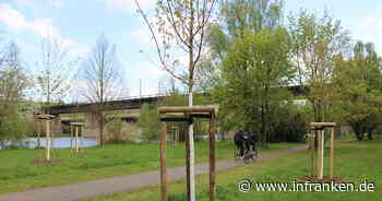 Kitzinger Stadtgärtner halten Vorgabe des Stadtrats ein - und pflanzen rund 75 Bäume