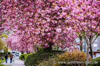 Paderborn durch die rosarote Brille