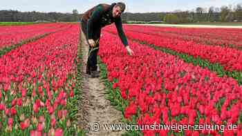 Der Eickenhof lädt zum Tag des offenen Tulpenfeldes bei Meine ein