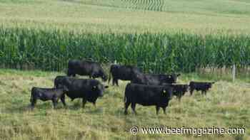Grazing plan helps during challenges