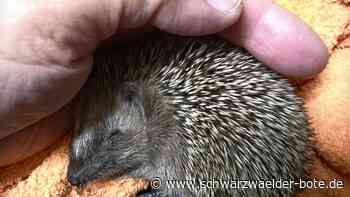 Igelstation Oberreichenbach: Zufluchtsorte für stachelige Vierbeiner