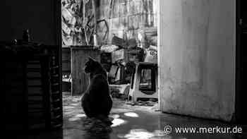 Lebt die älteste Katze der Welt in Bayern? „Stupsi“ soll 29 Jahre alt sein – und wäre damit Rekordhalterin