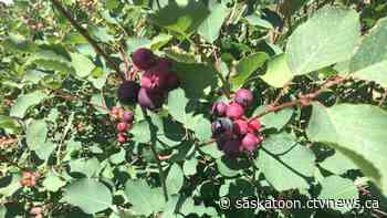Food forests coming to Saskatoon west side parks