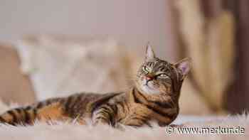 Tierische Lebensretter: 11 Tiere, die Gefahren registrieren