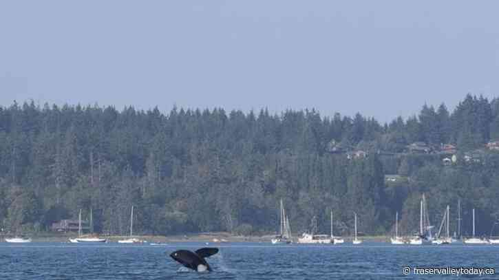 Protected areas, fishing closures, to help B.C.’s threatened southern resident orcas